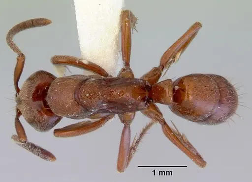 Buniapone amblyops specimen CASENT0172431 image casent0172431_1