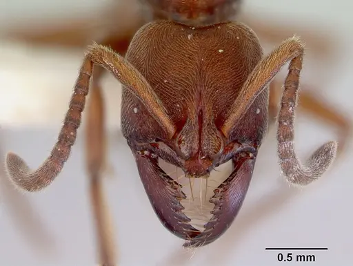 Buniapone amblyops specimen CASENT0172431 image casent0172431_2