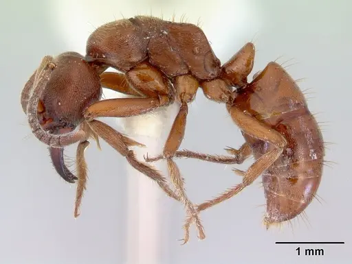 Buniapone amblyops specimen CASENT0172431 image casent0172431_3