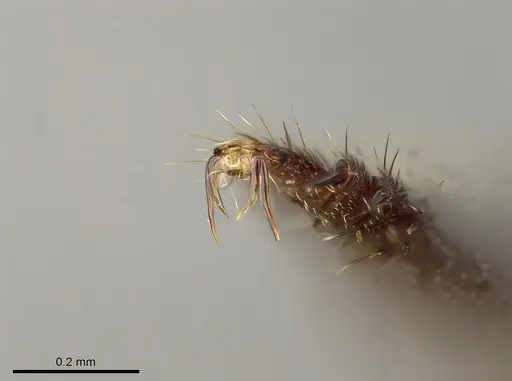 Buniapone amblyops specimen CASENT0384973 image casent0384973_1