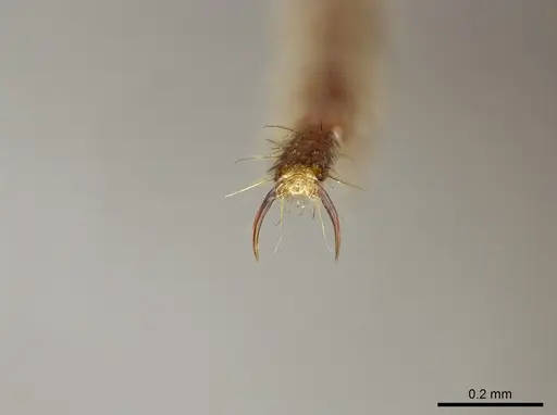 Buniapone amblyops specimen CASENT0384973 image casent0384973_2