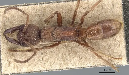 Buniapone amblyops specimen CASENT0903944 image casent0903944_1