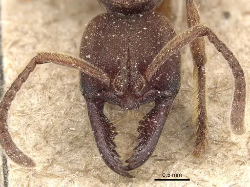 Buniapone amblyops specimen CASENT0903944 image casent0903944_2
