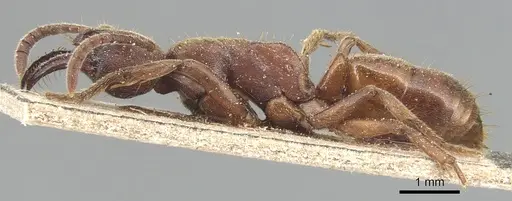 Buniapone amblyops specimen CASENT0903944 image casent0903944_3