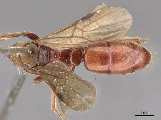 Buniapone amblyops specimen CASENT0907292 image casent0907292_1