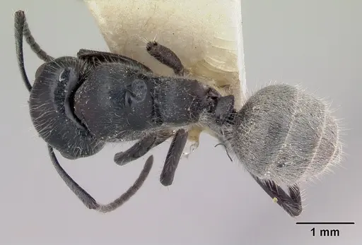 Calomyrmex albertisi specimen CASENT0003286 image casent0003286_1