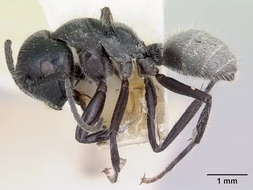 Calomyrmex albertisi specimen CASENT0003286 image casent0003286_3