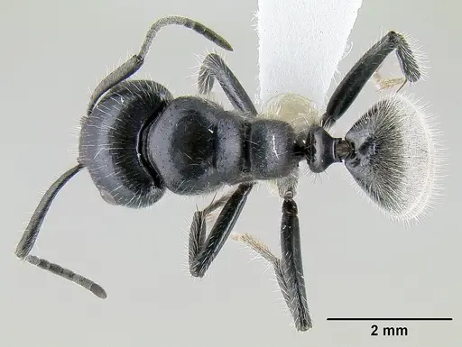 Calomyrmex albertisi specimen CASENT0106006 image casent0106006_1