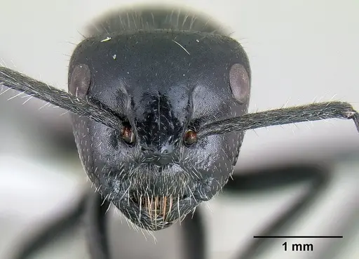 Calomyrmex albertisi specimen CASENT0106006 image casent0106006_2