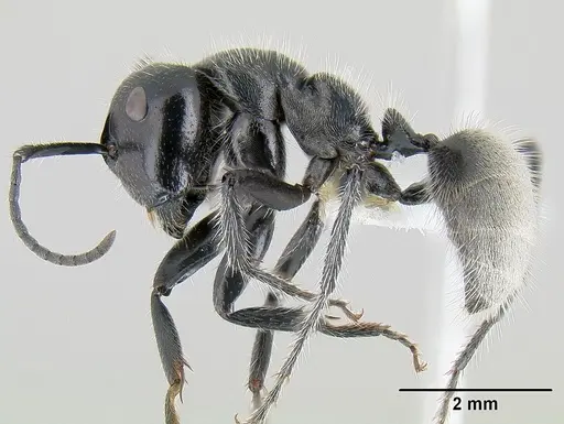 Calomyrmex albertisi specimen CASENT0106006 image casent0106006_3