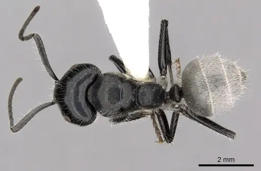 Calomyrmex albertisi specimen CASENT0249960 image casent0249960_1