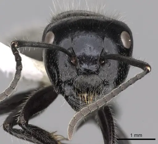 Calomyrmex albertisi specimen CASENT0249960 image casent0249960_2