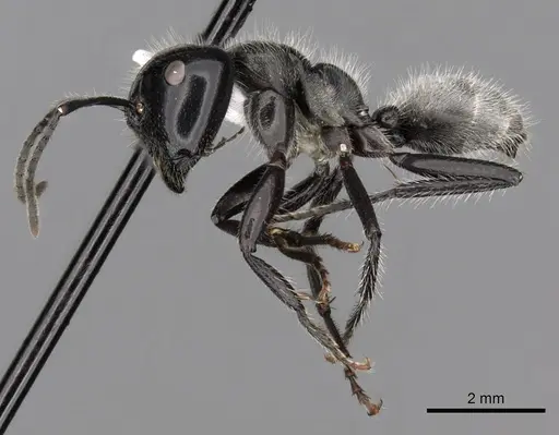 Calomyrmex albertisi specimen CASENT0249960 image casent0249960_3