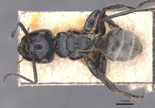 Calomyrmex albertisi specimen CASENT0905538 image casent0905538_1