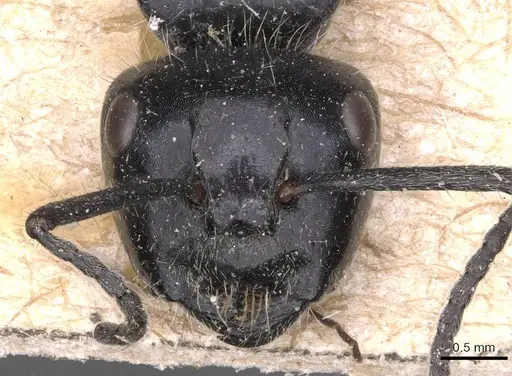 Calomyrmex albertisi specimen CASENT0905538 image casent0905538_2