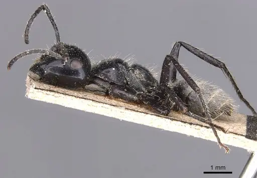 Calomyrmex albertisi specimen CASENT0905538 image casent0905538_3