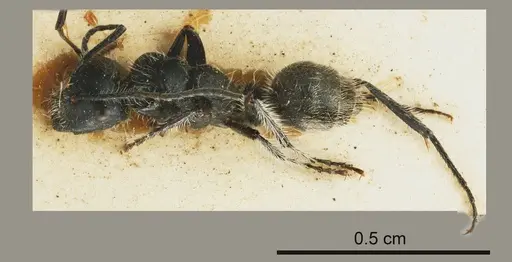 Calomyrmex albopilosus specimen ANTWEB1008140 image antweb1008140_1