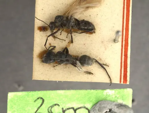 Calomyrmex albopilosus specimen ANTWEB1008141 image antweb1008141_1