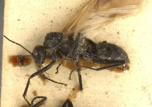 Calomyrmex albopilosus specimen ANTWEB1008141 image antweb1008141_2