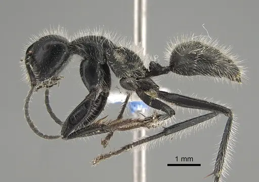 Calomyrmex albopilosus specimen CASENT0887757 image casent0887757_1