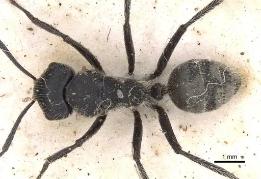 Calomyrmex albopilosus specimen CASENT0906856 image casent0906856_1