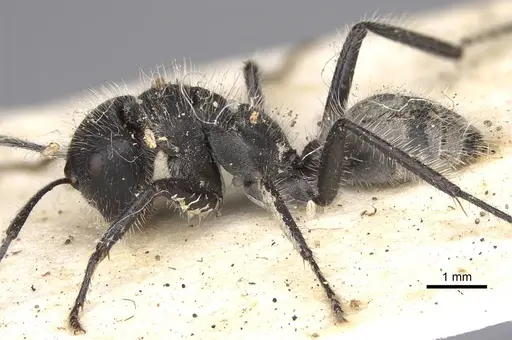 Calomyrmex albopilosus specimen CASENT0906856 image casent0906856_3