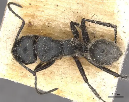 Calomyrmex albopilosus specimen CASENT0910756 image casent0910756_1