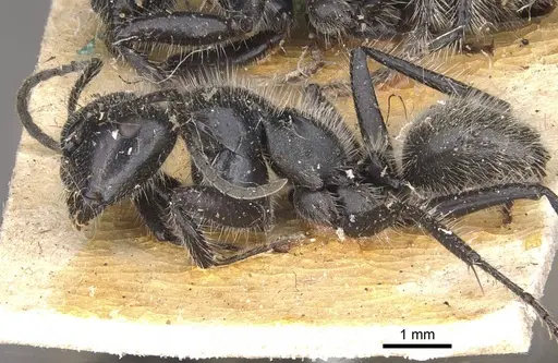 Calomyrmex albopilosus specimen CASENT0910756 image casent0910756_3