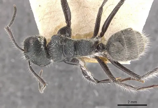 Calomyrmex albopilosus specimen CASENT0910757 image casent0910757_1