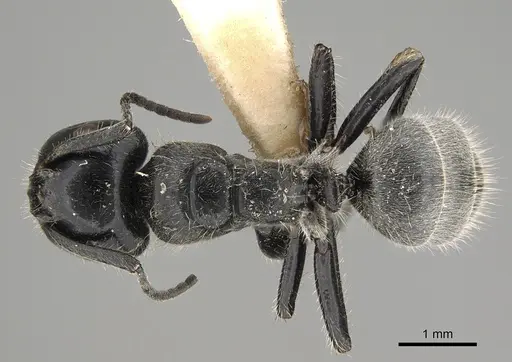 Calomyrmex impavidus specimen CASENT0887756 image casent0887756_1