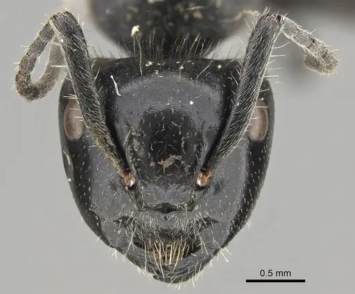 Calomyrmex impavidus specimen CASENT0887756 image casent0887756_2