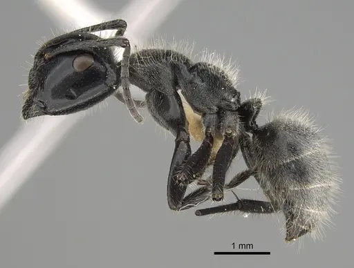 Calomyrmex impavidus specimen CASENT0887756 image casent0887756_3
