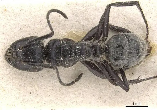 Calomyrmex impavidus specimen CASENT0910758 image casent0910758_1