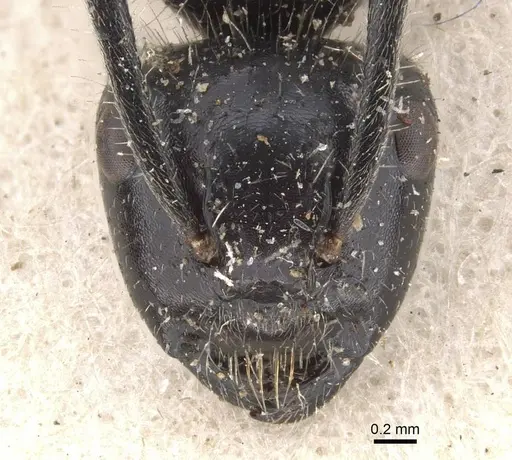 Calomyrmex impavidus specimen CASENT0910758 image casent0910758_2