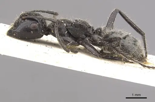 Calomyrmex impavidus specimen CASENT0910758 image casent0910758_3