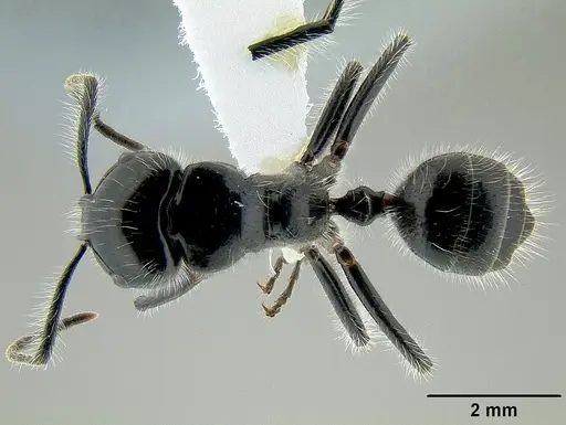 Calomyrmex laevissimus specimen CASENT0106150 image casent0106150_1
