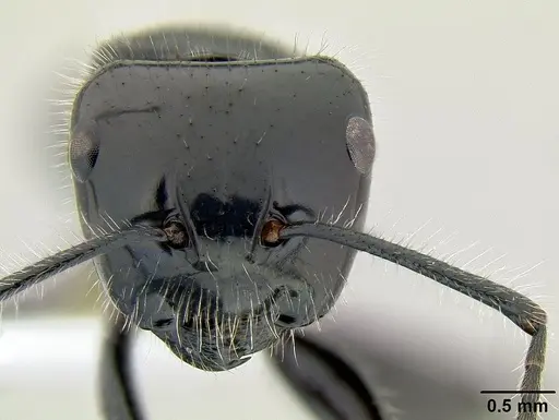 Calomyrmex laevissimus specimen CASENT0106150 image casent0106150_2