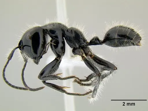Calomyrmex laevissimus specimen CASENT0106150 image casent0106150_3