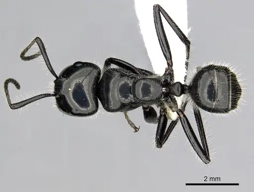 Calomyrmex laevissimus specimen CASENT0249961 image casent0249961_1