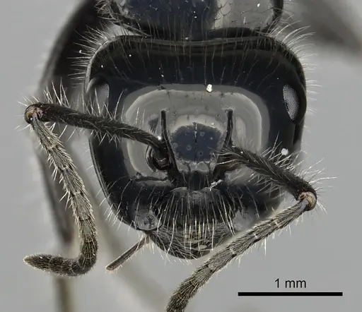 Calomyrmex laevissimus specimen CASENT0249961 image casent0249961_2