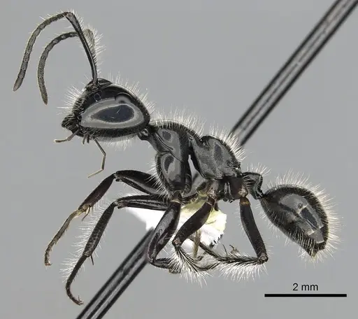 Calomyrmex laevissimus specimen CASENT0249961 image casent0249961_3