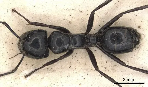 Calomyrmex laevissimus specimen CASENT0901889 image casent0901889_1