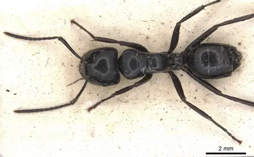 Calomyrmex laevissimus specimen CASENT0901889 image casent0901889_2