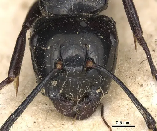 Calomyrmex laevissimus specimen CASENT0901889 image casent0901889_3