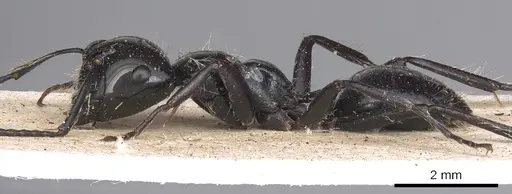 Calomyrmex laevissimus specimen CASENT0901889 image casent0901889_4