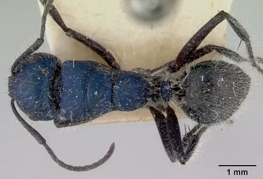 Calomyrmex purpureus specimen CASENT0172015 image casent0172015_1