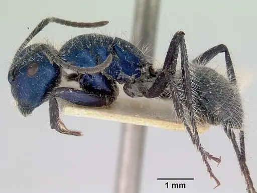 Calomyrmex purpureus specimen CASENT0172015 image casent0172015_3