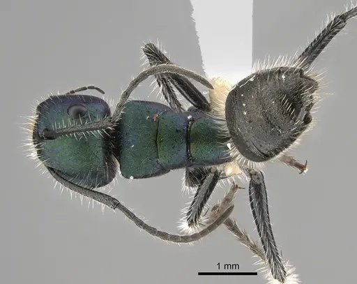 Calomyrmex purpureus specimen CASENT0887759 image casent0887759_1