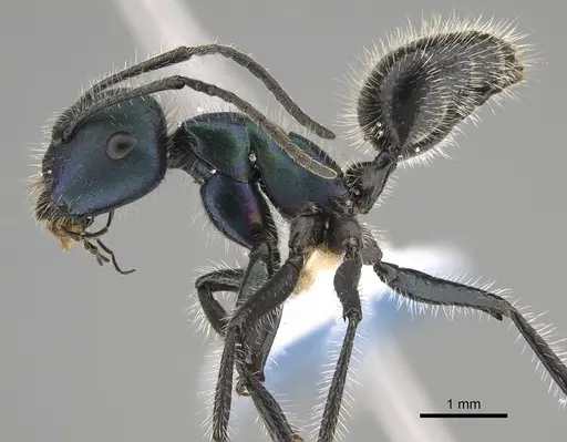 Calomyrmex purpureus specimen CASENT0887759 image casent0887759_3
