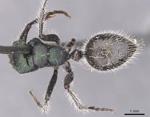 Calomyrmex purpureus specimen CASENT0905537 image casent0905537_1